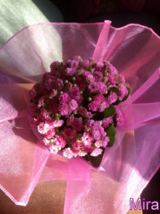 The beautiful flower i got from friends. It's still blooming :)
